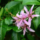 Cape Chestnut Tsecapche - Garden Express Australia