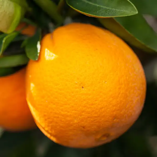 Washington Navel Orange Washington Navel Orange