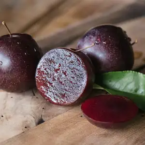 Dwarf Plum A-Okay Tm