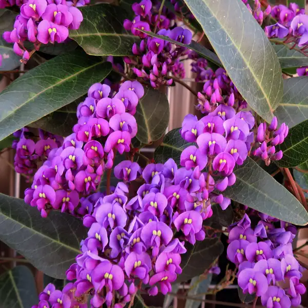 Hardenbergia Regent (pbr) Hardenbergia Regent (pbr)