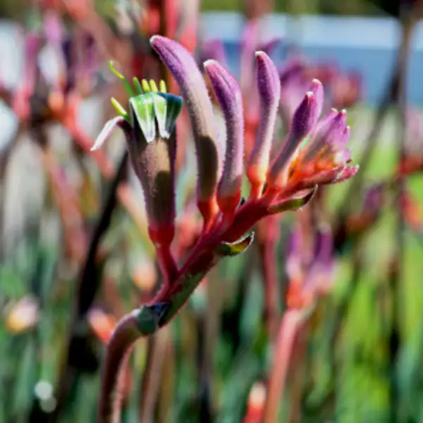 Kangaroo Paw Kings Park Royale (Pbr) 140mm