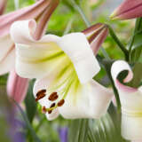 Lilium Eastern Moon Lilium Eastern Moon