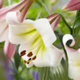 Lilium Eastern Moon Pklilemo - Garden Express Australia