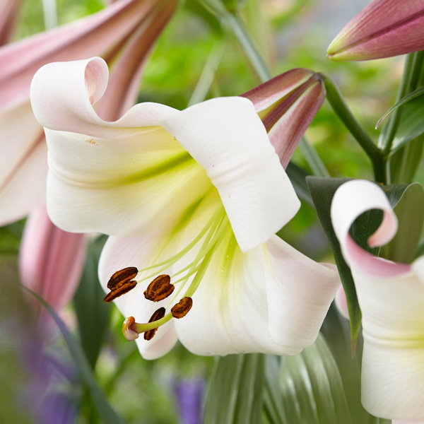 Lilium Eastern Moon Lilium Eastern Moon