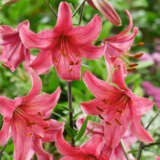 Lilium Pink Flight
