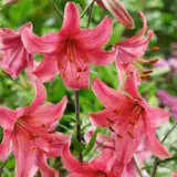 Lilium Pink Flight Pklilpft - Garden Express Australia
