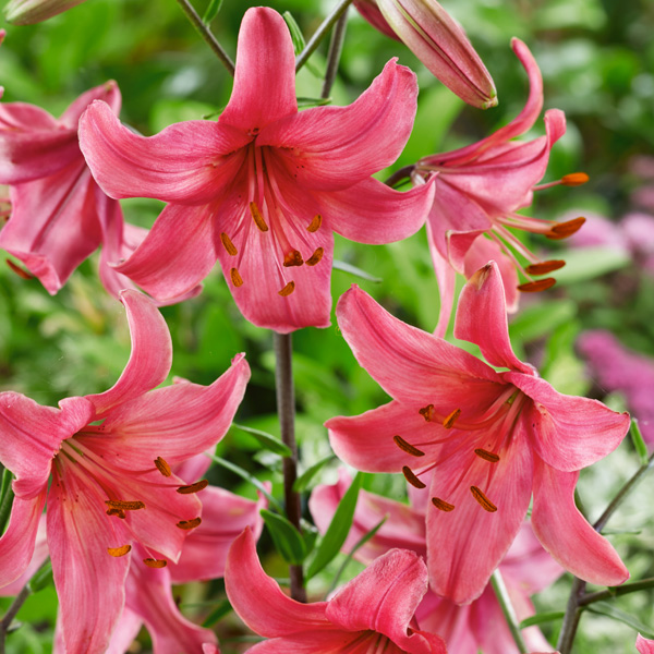 Lilium Pink Flight