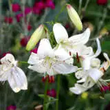 Lilium White Twinkle Pklilwtw - Garden Express Australia