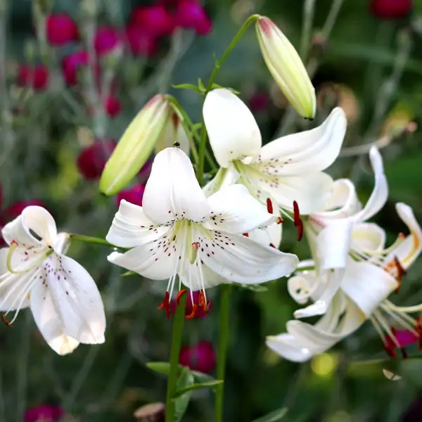 Lilium White Twinkle Lilium White Twinkle