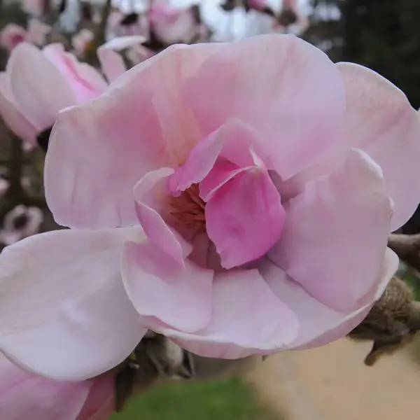 Magnolia Caerhays Belle Magnolia Caerhays Belle