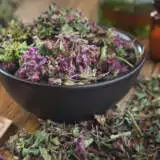 Oregano Common Pplheroco - Garden Express Australia