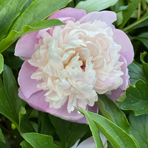 Peony Rose Early Delight Peony Rose Early Delight