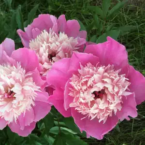 Peony Rose Pink Twinkle Peony Rose Pink Twinkle