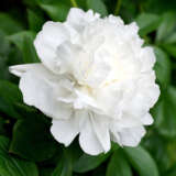 Peony Rose Sylvia Pkprosyl - Garden Express Australia