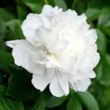 Peony Rose Sylvia Pkprosyl - Garden Express Australia