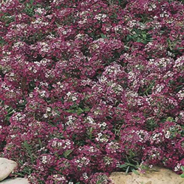 Seed – Alyssum Royal Carpet Seed – Alyssum Royal Carpet