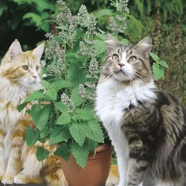 Seed – Cat Nip