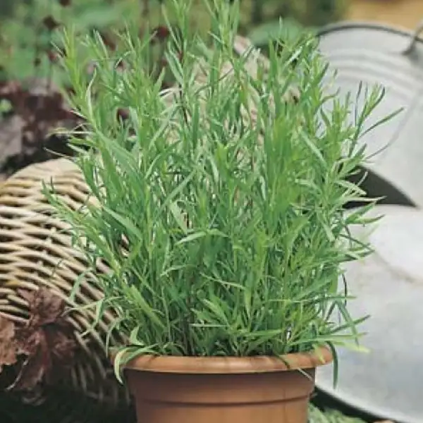 Seed – Tarragon Russian Seed – Tarragon Russian