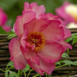 Tree Peony Hesperus Tree Peony Hesperus