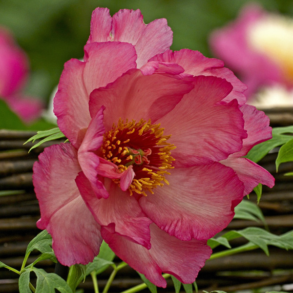 Tree Peony Hesperus Tree Peony Hesperus