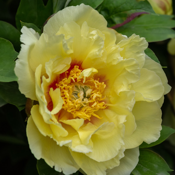 Tree Peony Orion Tree Peony Orion