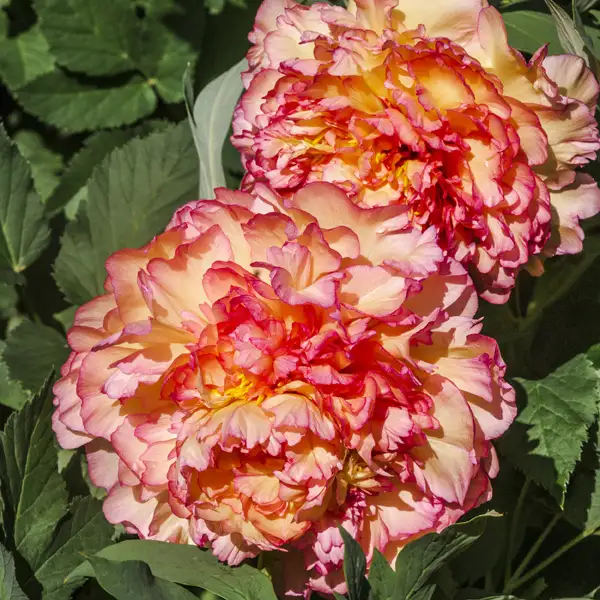 Tree Peony Surprise
