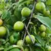 How To Prune Fruit Trees Webp Net Resizeimage 13 - Garden Express Australia