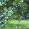Backyard Fruit – Trees You Should Grow Webp Net Resizeimage 4 - Garden Express Australia