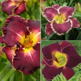 Daylily Burgundy Collection Pkdlibco - Garden Express Australia