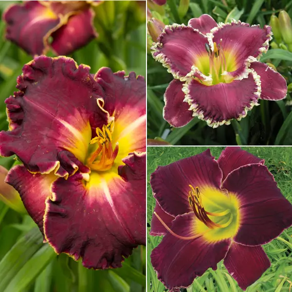 Daylily Burgundy Collection Daylily Burgundy Collection