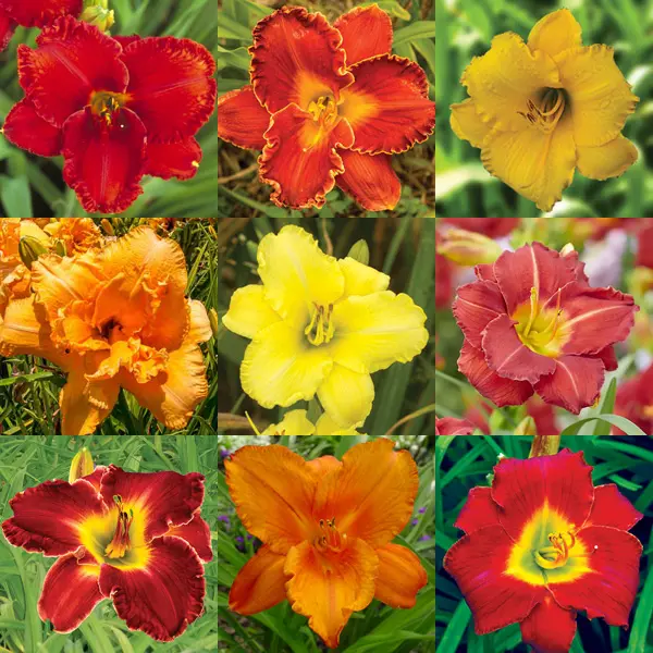 Daylily Campfire Mixed Daylily Campfire Mixed