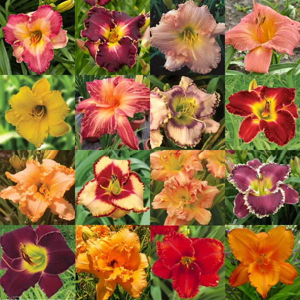 Daylily Mixed Daylily Mixed