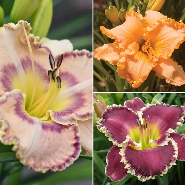 Daylily Ruffled Collection