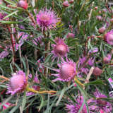 Isopogon Candy Cones (Pbr) Isopogon Candy Cones (Pbr)