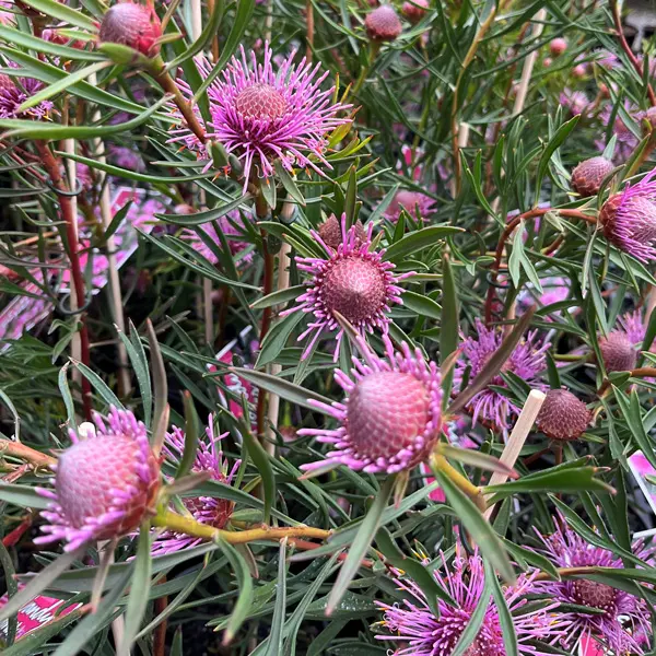 Isopogon Candy Cones (Pbr) Isopogon Candy Cones (Pbr)