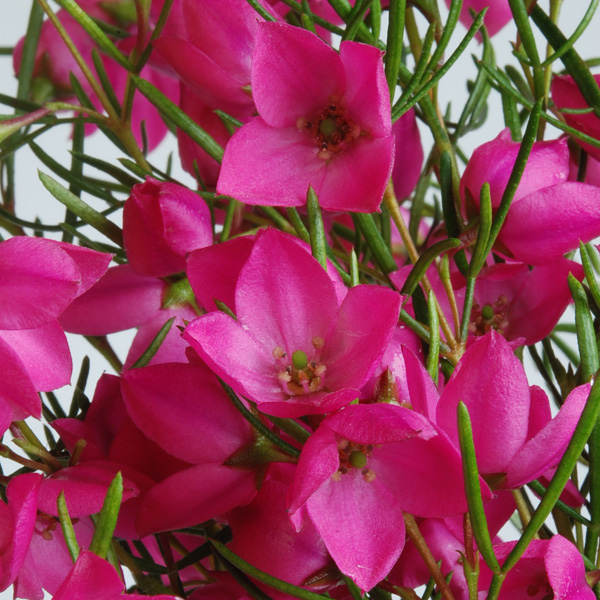 Boronia Magenta Stars (pbr) Boronia Magenta Stars (pbr)