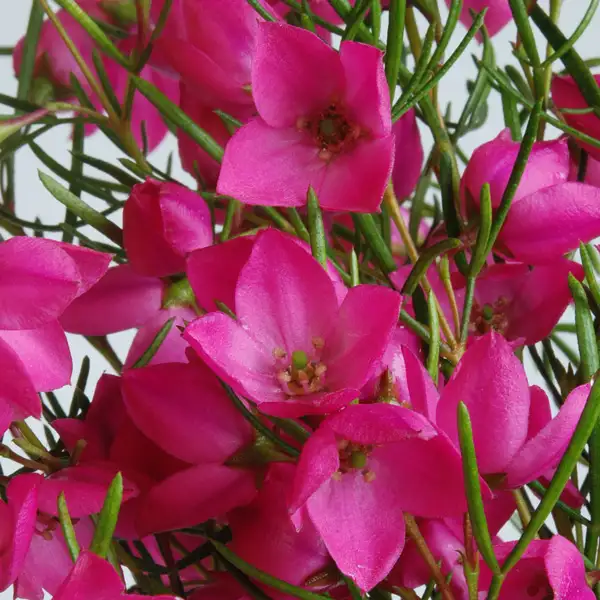 Boronia Magenta Stars (pbr) Boronia Magenta Stars (pbr)
