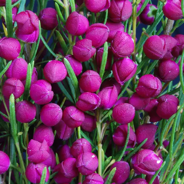 Boronia Plum Bells (pbr) Boronia Plum Bells (pbr)