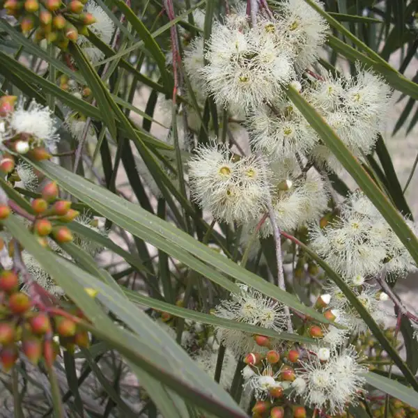 Eucalyptus Winter Light Eucalyptus Winter Light