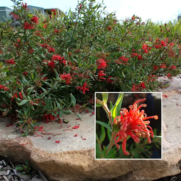 Grevillea Cherry Cluster (Pbr) Grevillea Cherry Cluster (Pbr)