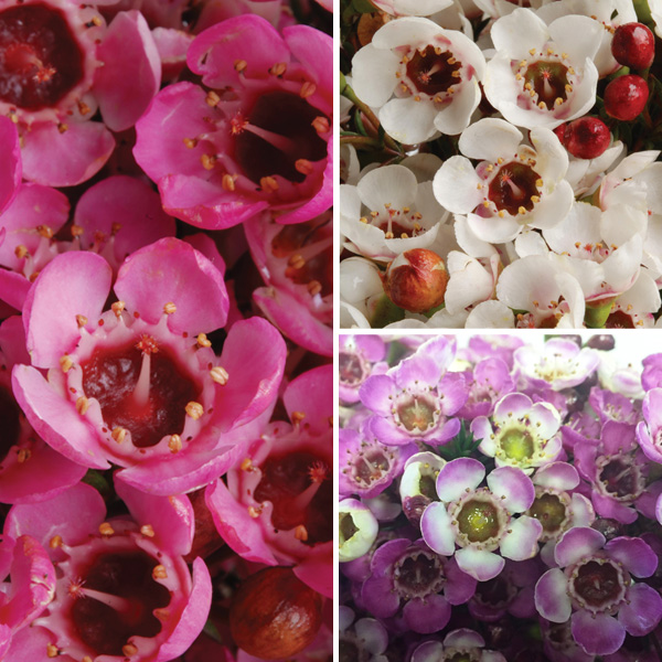 Chamelaucium Wax Flower Collection Chamelaucium Wax Flower Collection