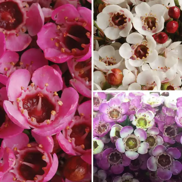Chamelaucium Wax Flower Collection Chamelaucium Wax Flower Collection