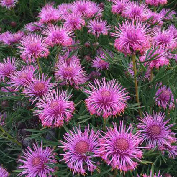 Isopogon Candy Cones (Pbr) Isopogon Candy Cones (Pbr)
