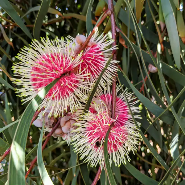 Pincushion Hakea Pincushion Hakea