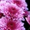 Best Dahlia Companion Plant Rsz Sue Hughes Nrgo0ijkgjo Unsplash - Garden Express Australia