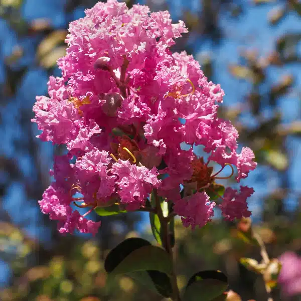 Crepe Myrtle Sioux 68mm Crepe Myrtle Sioux 68mm