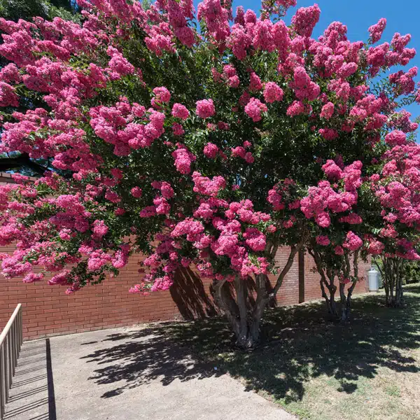 Crepe Myrtle Sioux Crepe Myrtle Sioux