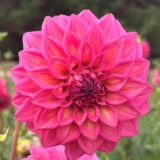 Dahlia Juliette Belle Pkdahjul - Garden Express Australia
