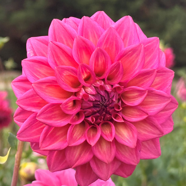 Dahlia Juliette (Belle) Dahlia Juliette (Belle)