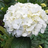 Hydrangea Agnes Pevalli 50mm Hydrangea Agnes Pevalli 50mm